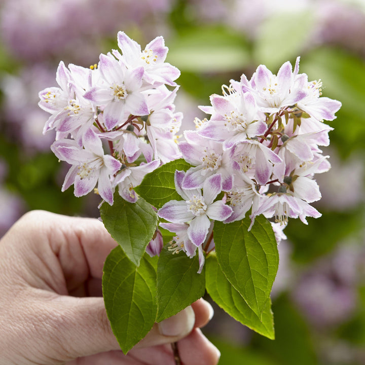 Deutzia x 'Low18'' ~ Raspberry Sundae Deutzia-ServeScape