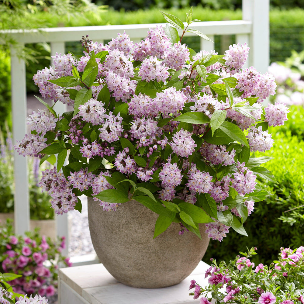 Deutzia x 'Low18'' ~ Raspberry Sundae Deutzia-ServeScape