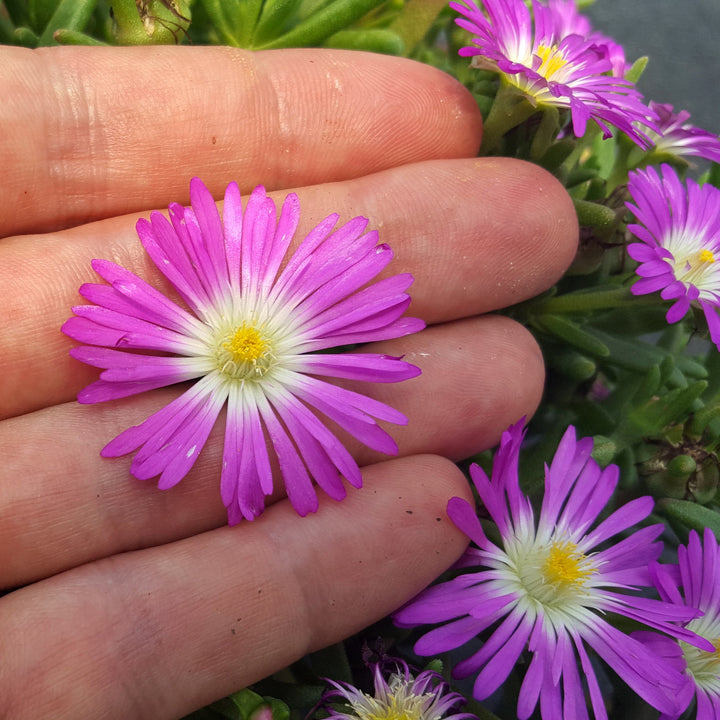 Delosperma nubigenum 'P15R1' PP31,674 ~ WOW® Purple Ice Plant-ServeScape
