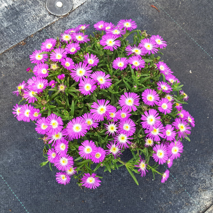 Delosperma nubigenum 'P15R1' PP31,674 ~ WOW® Purple Ice Plant-ServeScape