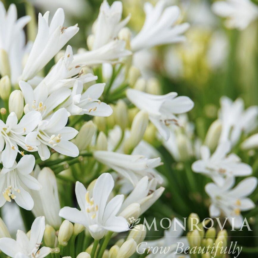 Agapanthus 'Monsapho' ~ Monrovia® Bridal Veil® Agapanthus-ServeScape