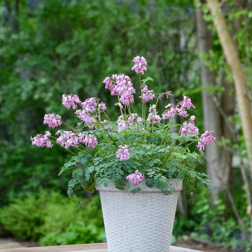 Dicentra 'Pink Diamonds' ~ Pink Diamonds Bleeding Heart-ServeScape