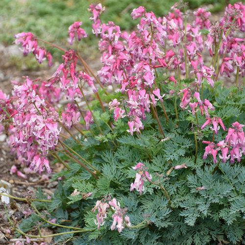 Dicentra 'Pink Diamonds' ~ Pink Diamonds Bleeding Heart-ServeScape