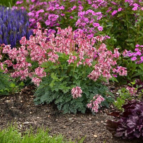 Dicentra 'Pink Diamonds' ~ Pink Diamonds Bleeding Heart-ServeScape
