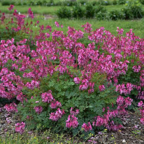 Dicentra 'Pink Diamonds' ~ Pink Diamonds Bleeding Heart-ServeScape