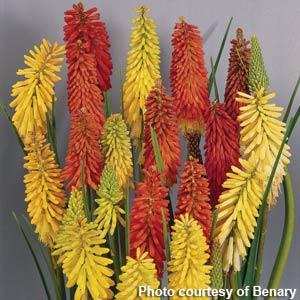 Kniphofia uvaria 'Flamenco Mix' ~ Flamenco Mix Red Hot Poker-ServeScape