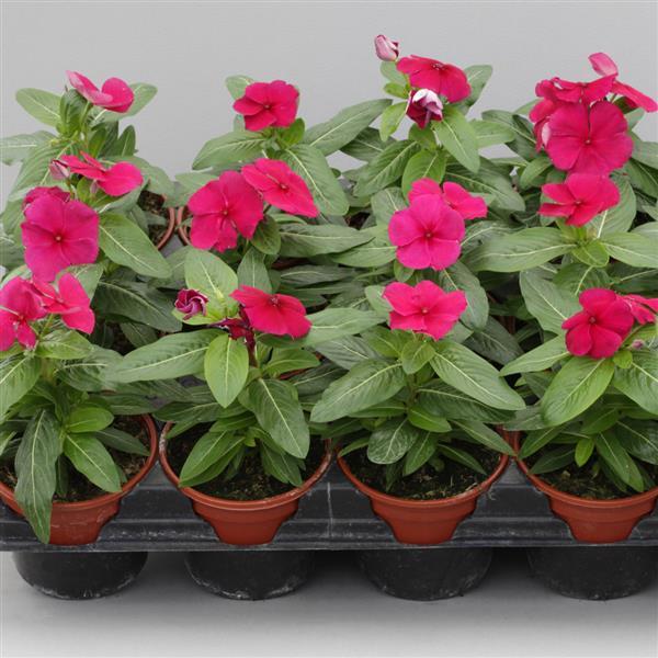 Catharanthus roseus 'Blockbuster Crimson' ~ Blockbuster™ Crimson Vinca-ServeScape