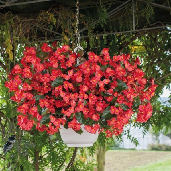 Begonia x benariensis 'Big Red With Green Leaf' ~ BIG™ Red With Green Leaf Begonia-ServeScape