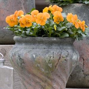 Viola cornuta 'PAS733562' ~ Sorbet™ XP Orange Viola-ServeScape