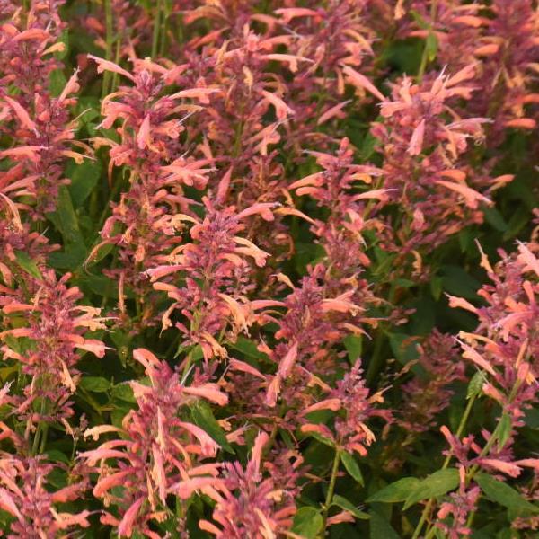 Agastache 'Guava Lava' ~ Guava Lava Hyssop-ServeScape