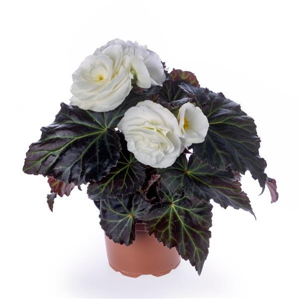 Begonia x tuberhybrida 'Limitless™ Cream Shades' ~ Limitless™ Cream Shades Begonia-ServeScape