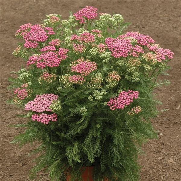 Achillea millefolium 'Pink Grapefruit' ~ Pink Grapefruit Yarrow-ServeScape