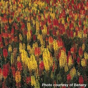 Kniphofia uvaria 'Flamenco Mix' ~ Flamenco Mix Red Hot Poker-ServeScape