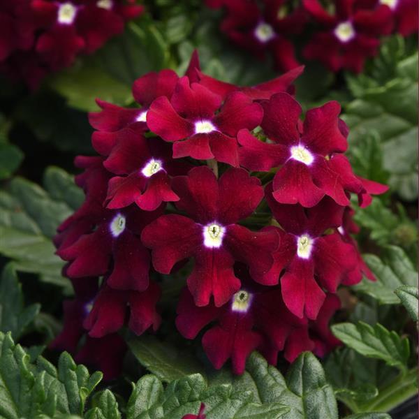 Verbena peruviana 'Balendurg' ~ Monrovia® EnduraScape™ Burgundy Verbena-ServeScape
