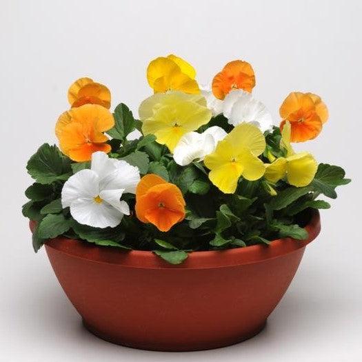 Viola x wittrockiana 'Matrix Citrus Mix' ~ Matrix™ Citrus Mix Pansy-ServeScape