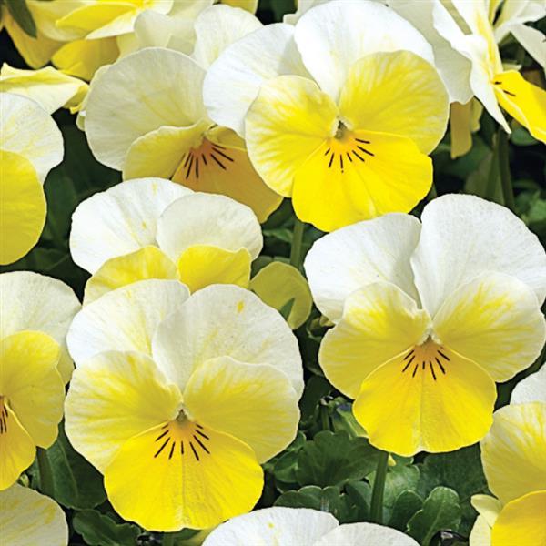 Viola cornuta 'Penny Primrose Bicolor' ~ Penny™ Primrose Bicolor Viola-ServeScape