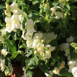 Antirrhinum majus 'Candy Showers White' ~ Candy Showers™ White Snapdragon-ServeScape