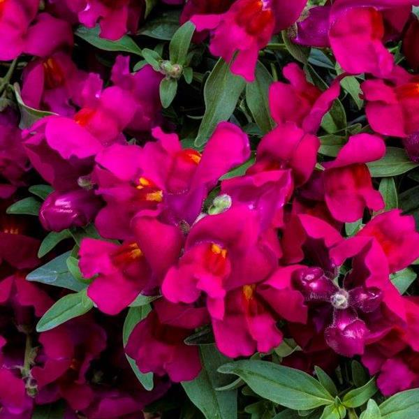 Antirrhinum majus 'Candy Showers Deep Purple' ~ Candy Showers™ Deep Purple Snapdragon-ServeScape