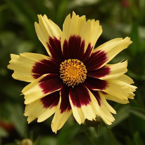 Coreopsis 'Super Star' ~ Super Star Coreopsis-ServeScape