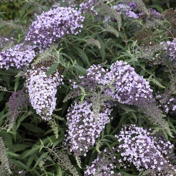 Buddleia davidii 'Lilac Cascade' ~ Lilac Cascade Butterfly Bush-ServeScape