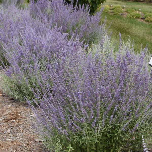 Perovskia atriplicifolia 'Prime Time' PP34304 ~ Prime Time Russian Sage-ServeScape