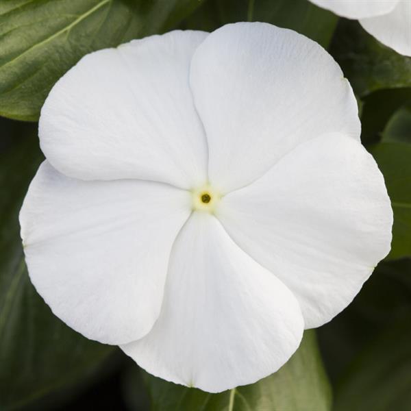 Catharanthus roseus 'Blockbuster Pure White' ~ Blockbuster™ Pure White Vinca-ServeScape