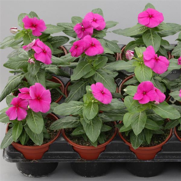Catharanthus roseus 'Blockbuster Purple' ~ Blockbuster™ Purple Vinca-ServeScape