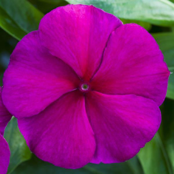 Catharanthus roseus 'Blockbuster Crimson' ~ Blockbuster™ Crimson Vinca-ServeScape
