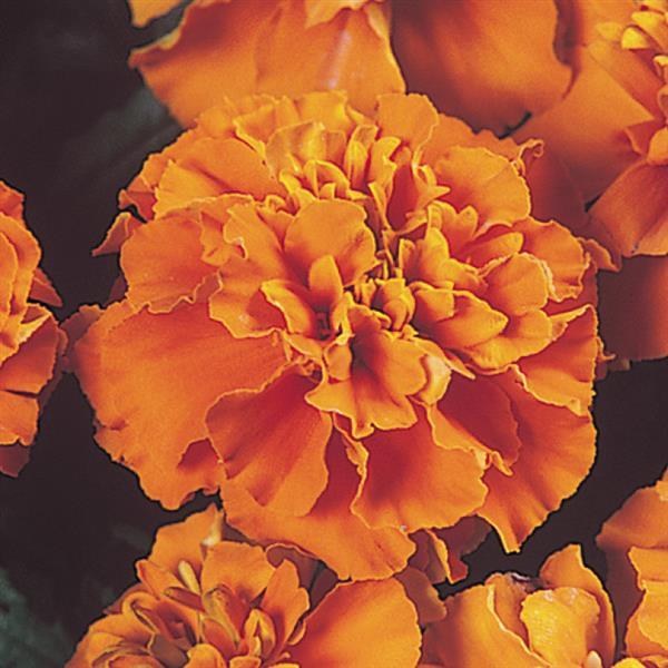 Tagetes patula 'Janie Deep Orange' ~ Janie Deep Orange French Marigold-ServeScape