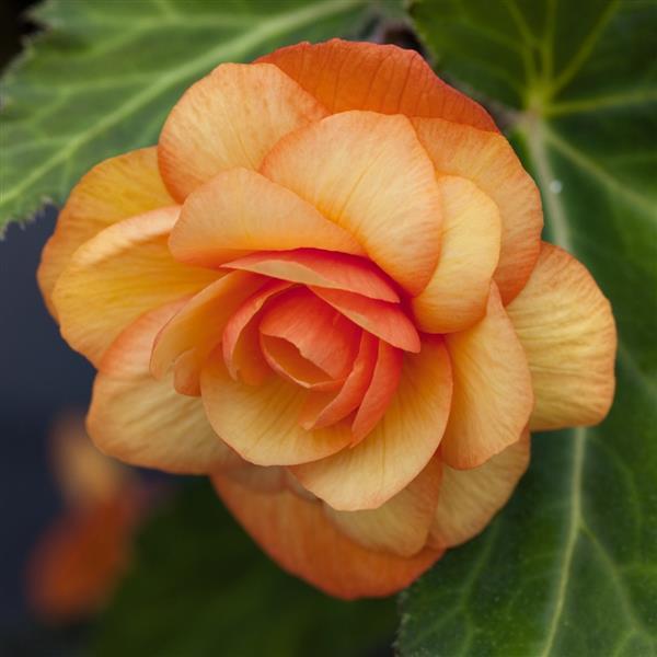 Begonia x tuberhybrida 'Illumination Apricot Shades' ~ Illumination® Apricot Shades Begonia-ServeScape