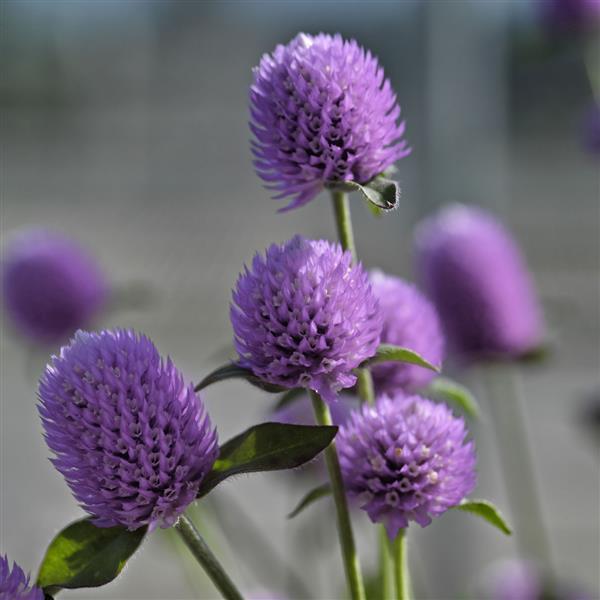 Gomphrena 'Ping Pong Lavender' ~ Ping Pong Lavender Globe Amaranth-ServeScape