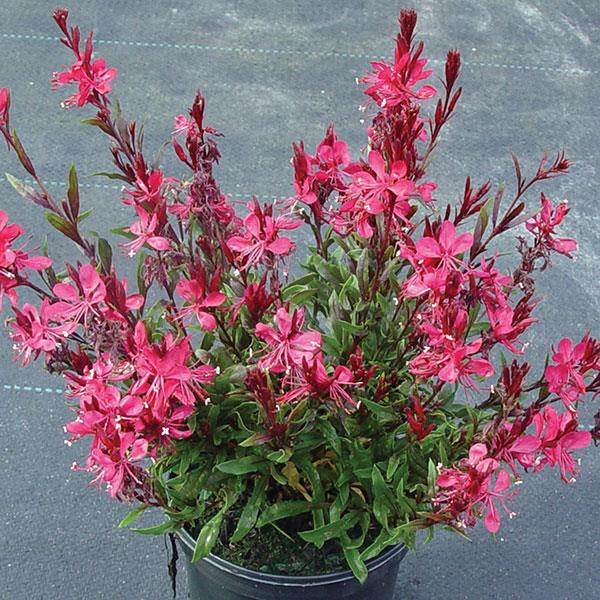Gaura lindheimeri 'Florgaure' ~ Gaudi™ Red Gaura-ServeScape
