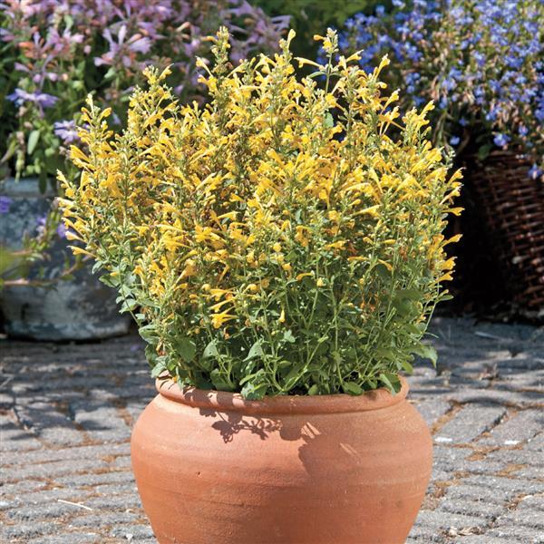 Agastache x hybrida 'Arizona Sun' ~ Arizona Sun Mint, Hyssop-ServeScape