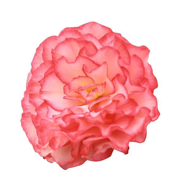 Begonia x tuberhybrida 'Nonstop Rose Picotee' ~ Nonstop® Rose Picotee Begonia-ServeScape