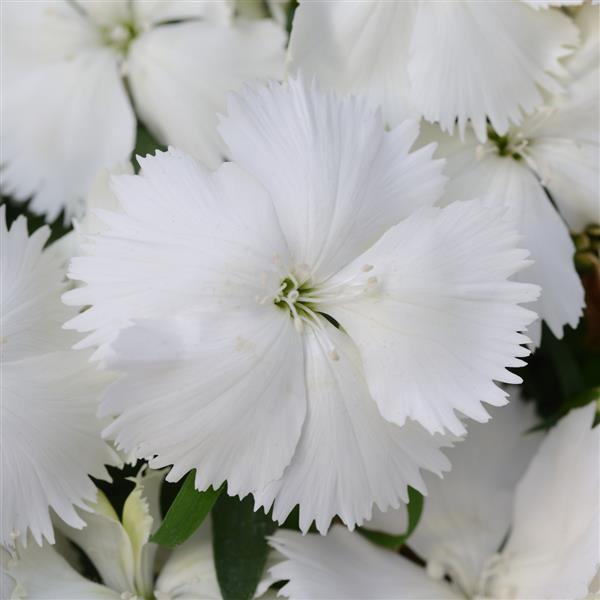 Dianthus 'PAS970060' ~ Coronet™ White Dianthus-ServeScape