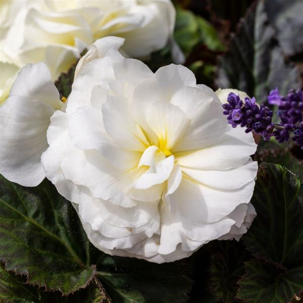 Begonia x tuberhybrida 'Limitless™ Cream Shades' ~ Limitless™ Cream Shades Begonia-ServeScape