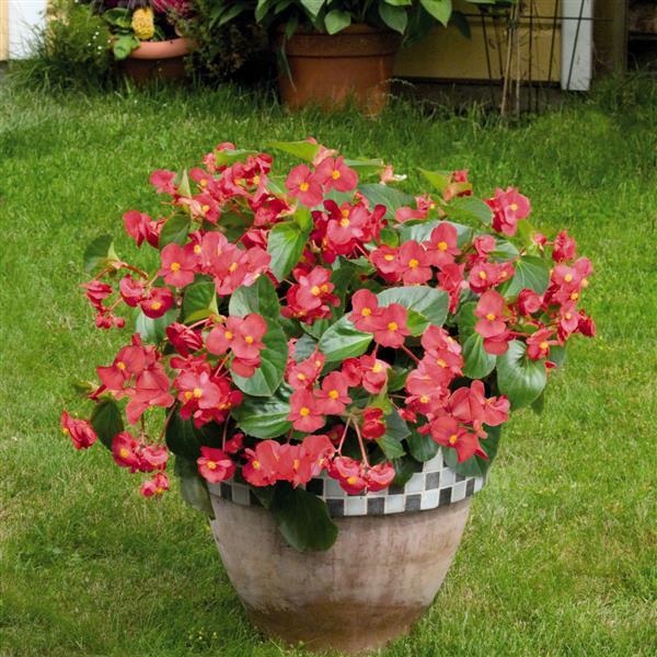 Begonia x benariensis 'Big Rose With Green Leaf' ~ BIG™ RoseWith Green Leaf Begonia-ServeScape