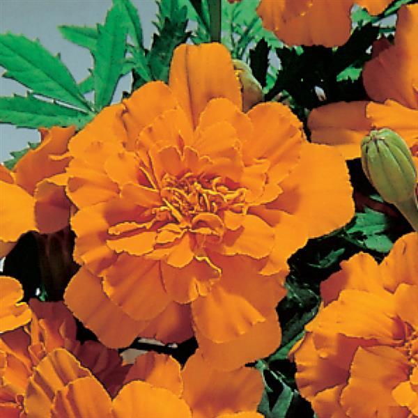 Tagetes patula 'Safari Tangerine' ~ Safari Tangerine French Marigold-ServeScape