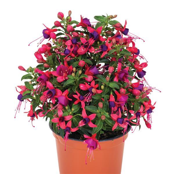 Fuchsia 'Upright Pirouette' ~ Monrovia® Ballerinas® Upright Pirouette Fuchsia-ServeScape