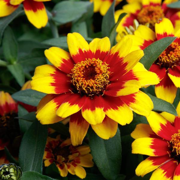 Zinnia ‘Profusion Red Yellow Bicolor’ ~ Profusion Red Yellow Bicolor Zinnia-ServeScape