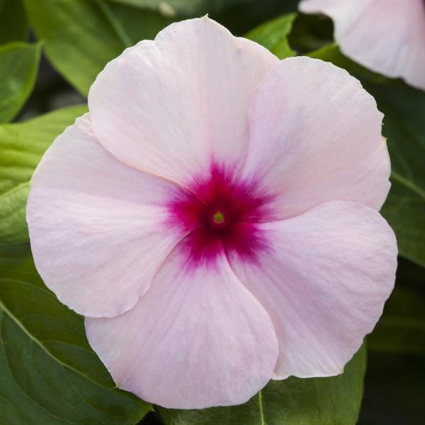 Catharanthus roseus 'Blockbuster Apricot' ~ Blockbuster™ Apricot Vinca-ServeScape