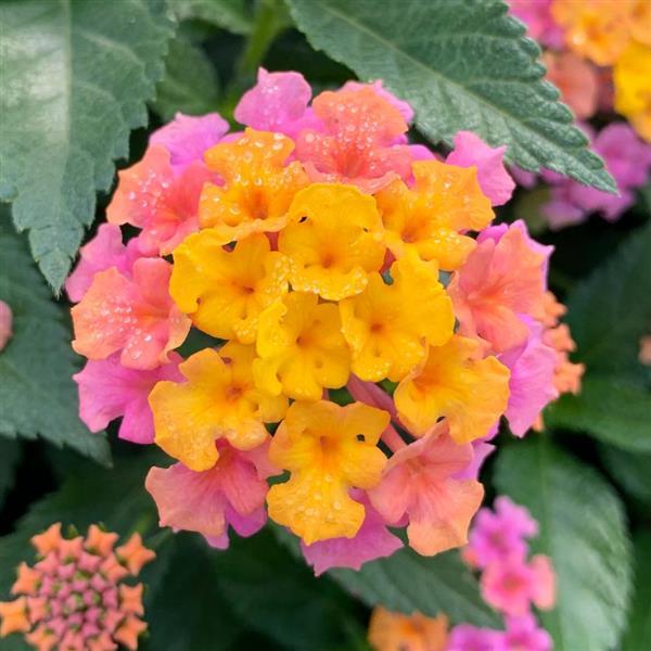 Lantana camara 'Balshamrold' ~ Shamrock™ Rose Lantana-ServeScape