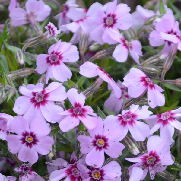 Phlox subulata 'Eye Candy' ~ Eye Candy Creeping Phlox-ServeScape