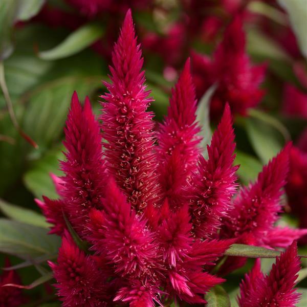 Celosia argentea 'Intenz Lipstick' ~ Intenz™ Lipstick Celosia-ServeScape
