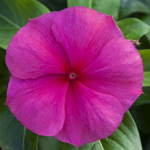 Catharanthus roseus 'Blockbuster Punch' ~ Blockbuster™ Punch Vinca-ServeScape
