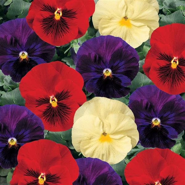 Viola x wittrockiana 'Delta Wine & Cheese Mix' ~ Delta™ Wine & Cheese Mix Pansy-ServeScape