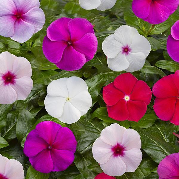 Catharanthus roseus 'Blockbuster Formula Mix' ~ Blockbuster™ Formula Mix Vinca-ServeScape