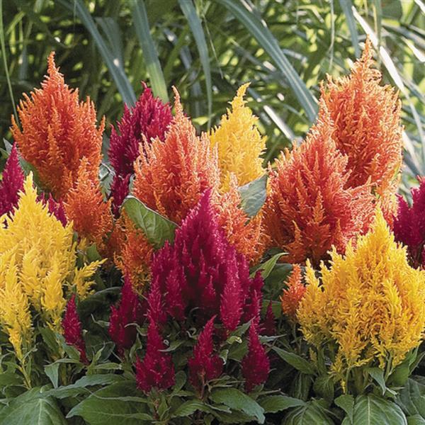 Celosia plumosa 'Fresh Look Mix' ~ Fresh Look Mix Cleosia-ServeScape