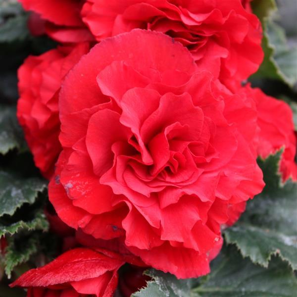 Begonia x tuberhybrida 'Limitless™ Dark Red' ~ Limitless™ Dark Red Begonia-ServeScape