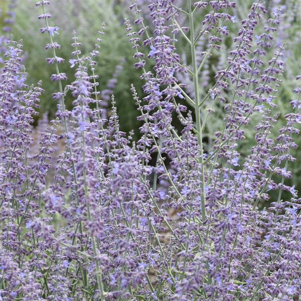Perovskia atriplicifolia 'Prime Time' PP34304 ~ Prime Time Russian Sage-ServeScape